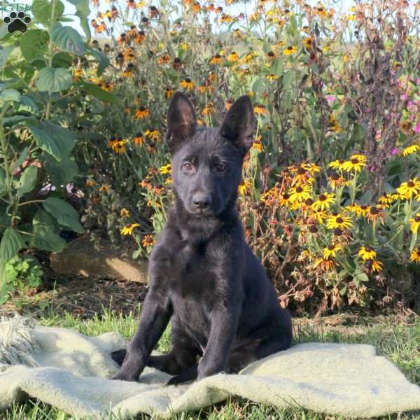 Jingles, German Shepherd Puppy
