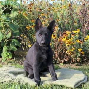 Jingles, German Shepherd Puppy