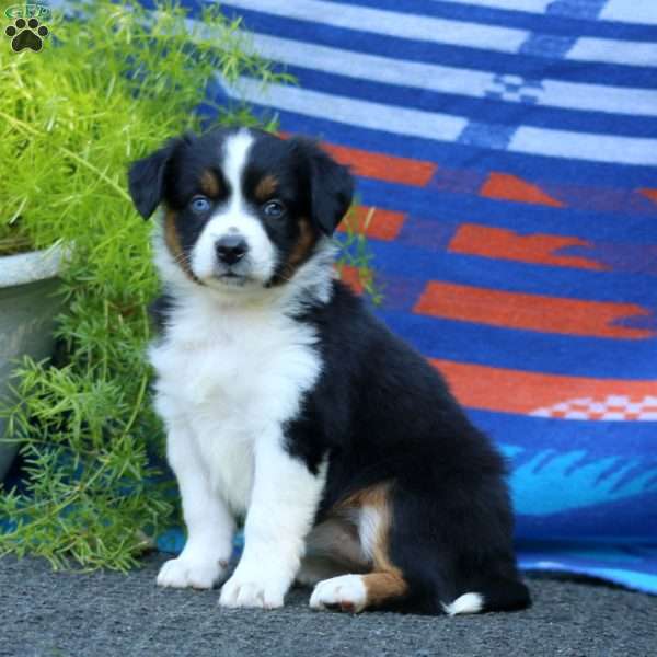 Jodi, Miniature Australian Shepherd Puppy