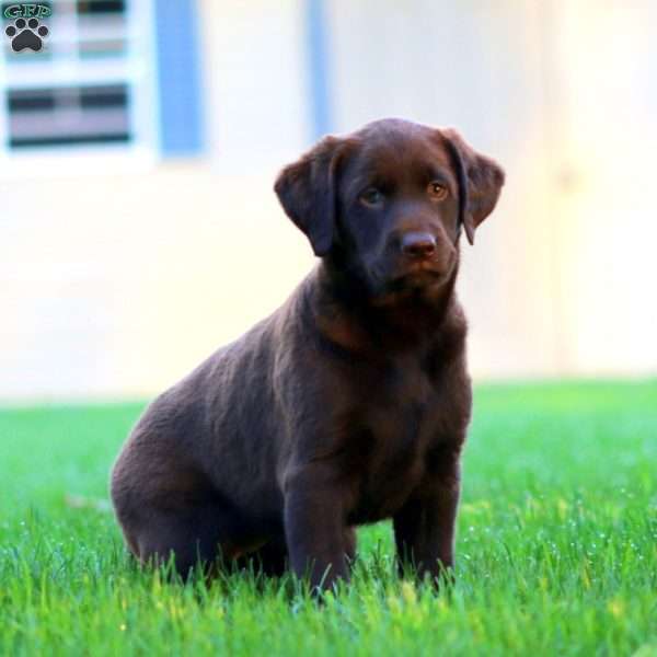 Jodi, Chocolate Labrador Retriever Puppy