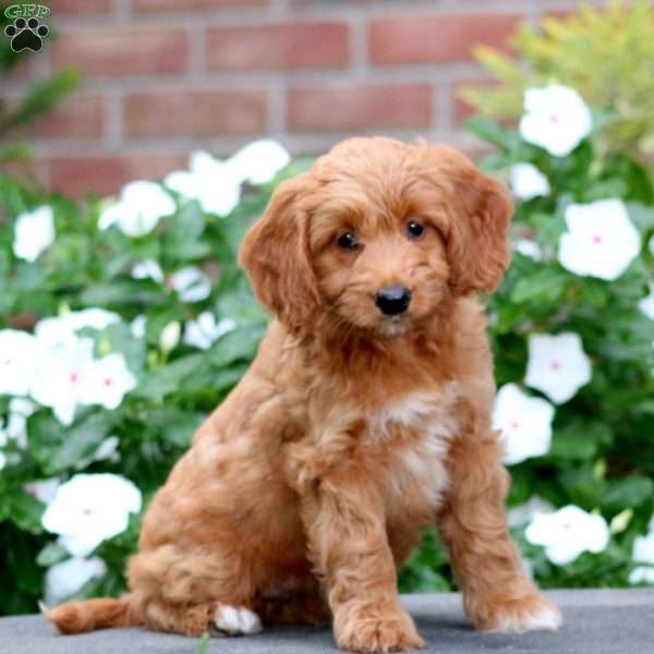 Jodi, Mini Goldendoodle Puppy