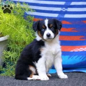 Jodi, Miniature Australian Shepherd Puppy