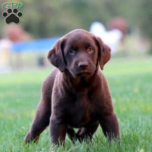 Jodi, Chocolate Labrador Retriever Puppy