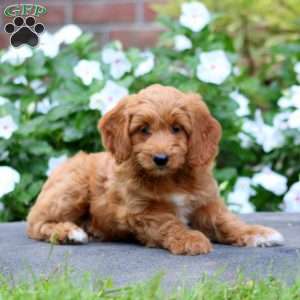 Jodi, Mini Goldendoodle Puppy