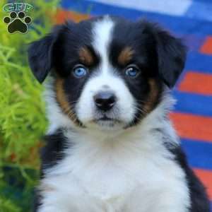 Jodi, Miniature Australian Shepherd Puppy