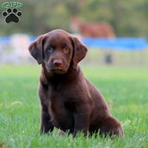 Jodi, Chocolate Labrador Retriever Puppy