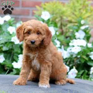 Jodi, Mini Goldendoodle Puppy