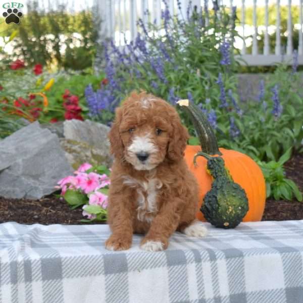 Joey, Mini Goldendoodle Puppy