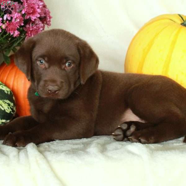 Joey, Chocolate Labrador Retriever Puppy