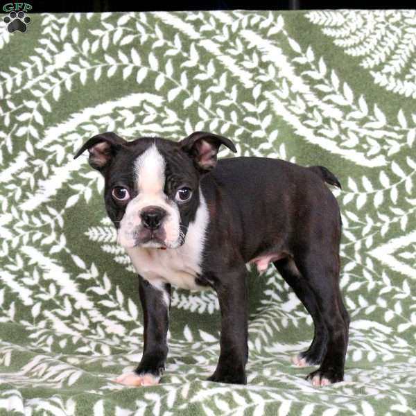 Joey, Boston Terrier Puppy