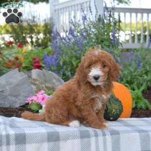 Joey, Mini Goldendoodle Puppy