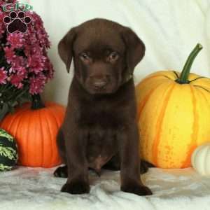 Joey, Chocolate Labrador Retriever Puppy