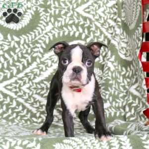 Joey, Boston Terrier Puppy