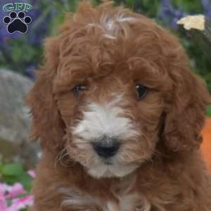 Joey, Mini Goldendoodle Puppy