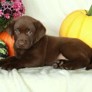 Joey, Chocolate Labrador Retriever Puppy