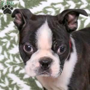 Joey, Boston Terrier Puppy