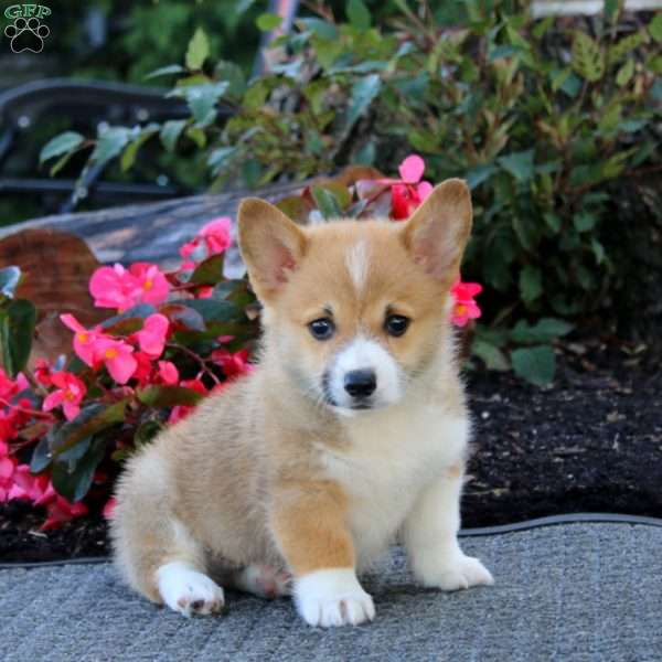 Joey, Pembroke Welsh Corgi Puppy