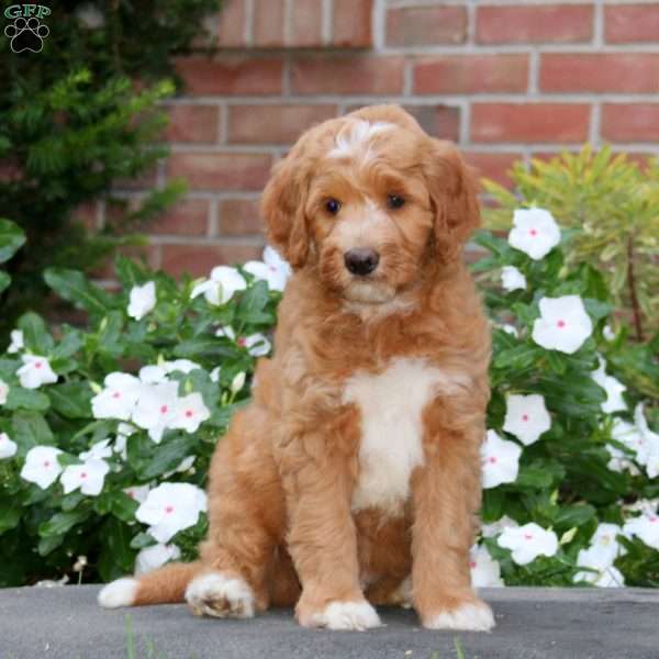 Joey, Mini Goldendoodle Puppy