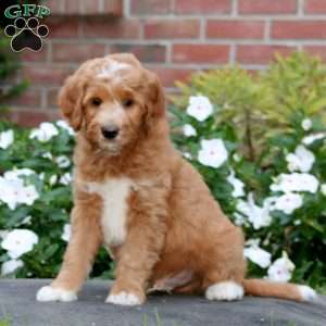 Joey, Mini Goldendoodle Puppy