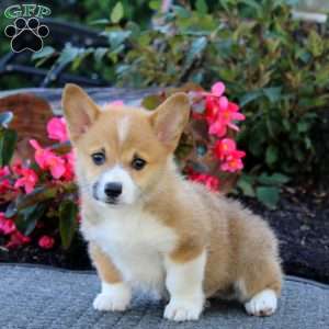Joey, Pembroke Welsh Corgi Puppy