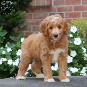 Joey, Mini Goldendoodle Puppy