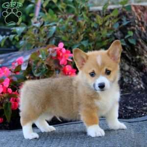 Joey, Pembroke Welsh Corgi Puppy