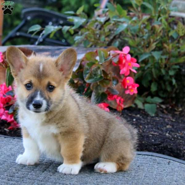 Johnny, Pembroke Welsh Corgi Puppy