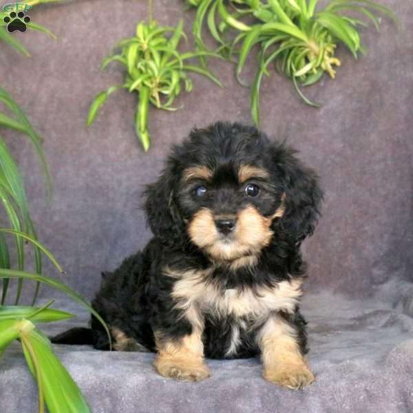 Jolly, Cavachon Puppy