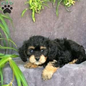 Jolly, Cavachon Puppy
