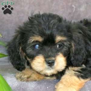 Jolly, Cavachon Puppy