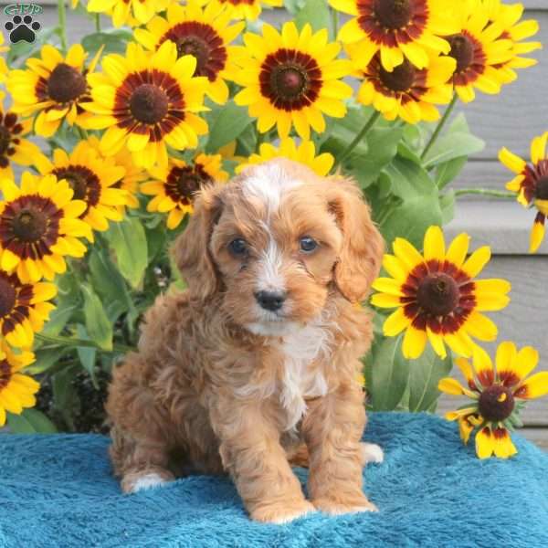 Jolly, Cavapoo Puppy