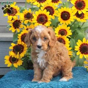 Jolly, Cavapoo Puppy