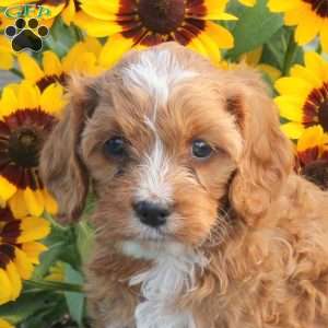 Jolly, Cavapoo Puppy