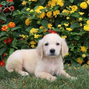 Jordan, Golden Retriever Puppy