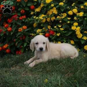 Jordan, Golden Retriever Puppy