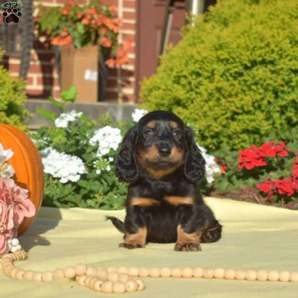 Jordy, Dachshund Puppy