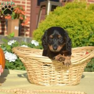 Jordy, Dachshund Puppy