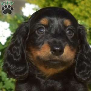 Jordy, Dachshund Puppy