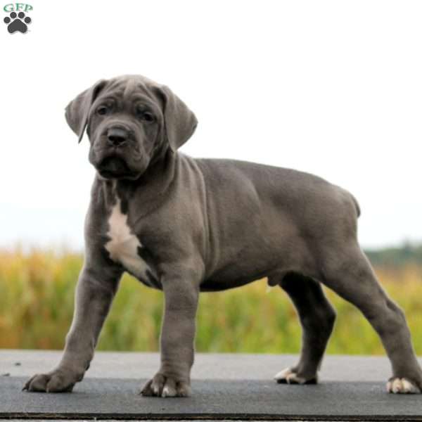 Josh, Cane Corso Puppy