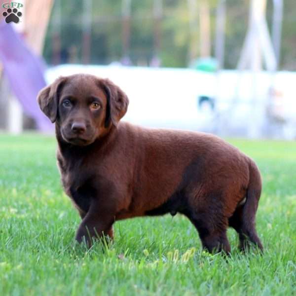Josh, Chocolate Labrador Retriever Puppy
