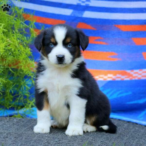 Josh, Miniature Australian Shepherd Puppy