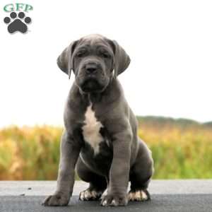 Josh, Cane Corso Puppy
