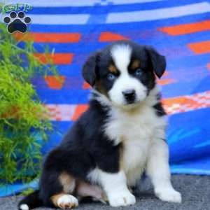 Josh, Miniature Australian Shepherd Puppy