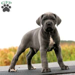 Josh, Cane Corso Puppy