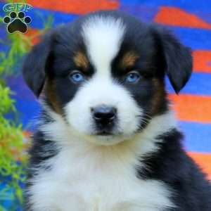Josh, Miniature Australian Shepherd Puppy