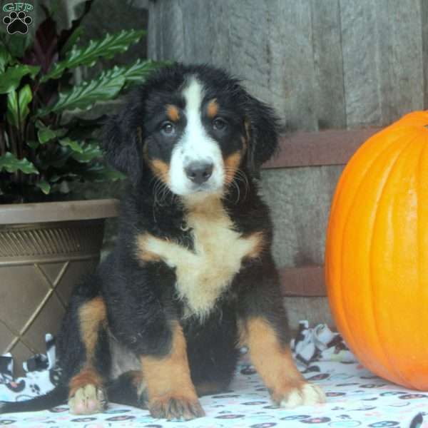 Josie, Bernese Mountain Dog Puppy