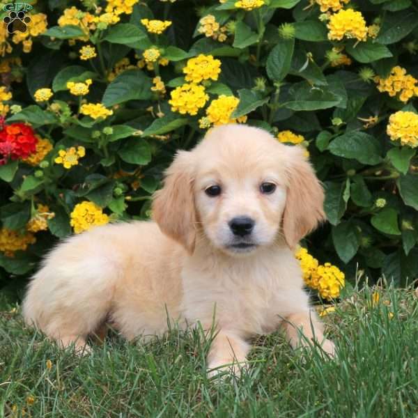 Josie, Golden Retriever Puppy