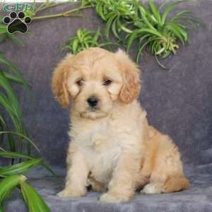 Josie, Cavachon Puppy