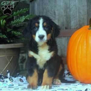 Josie, Bernese Mountain Dog Puppy
