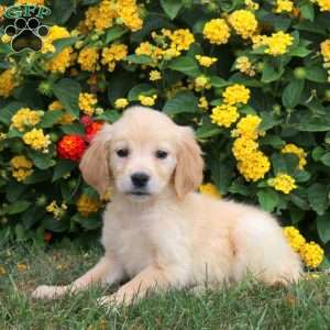 Josie, Golden Retriever Puppy